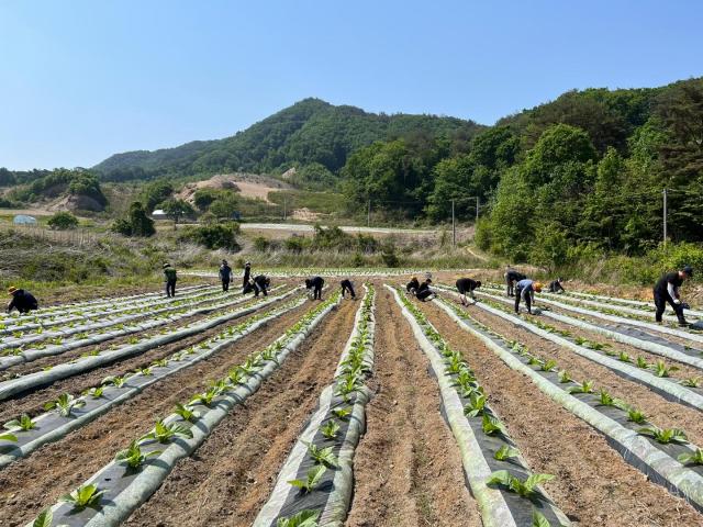 지난해 농촌 일손돕기에 투입된 화천군청 직원들이 간동면에서 영농작업을 벌이고 있다사진화천군
