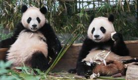 PHOTOS: Panda twins at Everland
