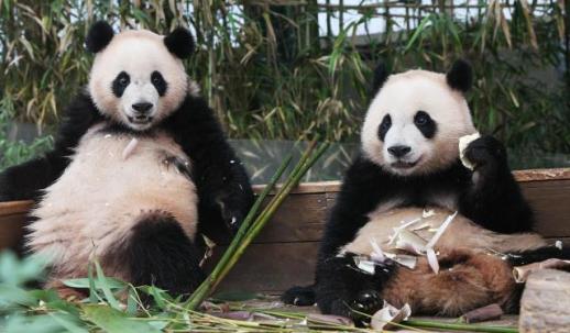 PHOTOS: Panda twins at Everland