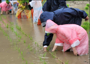 도시농부 되어 보자… 연희공원 논농사 체험행사 