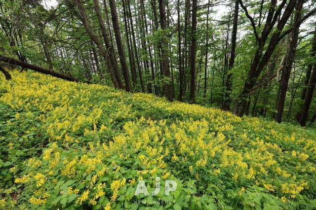 PHOTOS: Hidden treasures of Mount Daedeok highlands