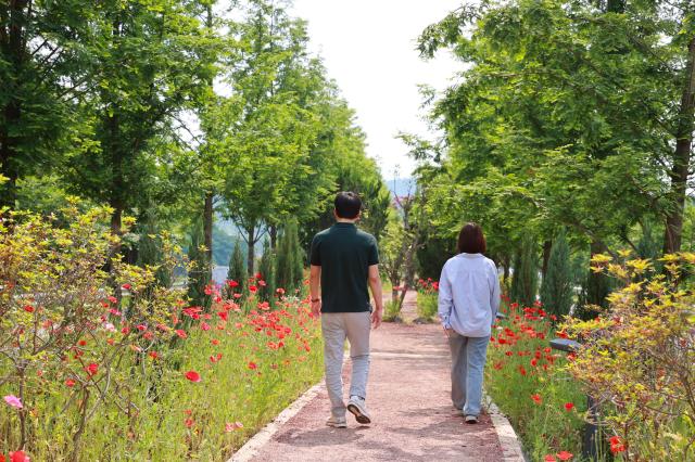 보성군 미세먼지차단숲이 꽃양귀비의 붉은 물결로 물들어 있다 사진보성군
