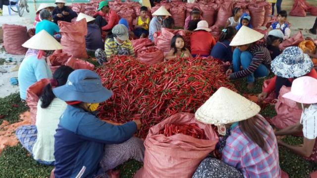 베트남 닌투언성 내 한 공장에서 고추 선별 작업 중인 농민들 사진베트남통신사