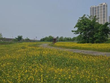 iH, 인천 송도 R2부지에 유채꽃밭 조성