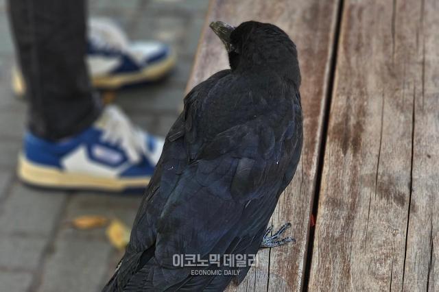 서울의 한 버스정류장 벤치에 내려앉은 까마귀 사진박명섭 기자