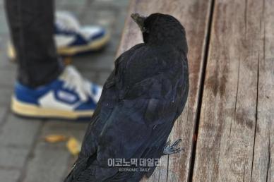 서울 도심 까마귀 공격 급증, 번식기 맞아 행인 위협