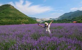 PHOTOS: From lavender hues to golden canola, country enjoys floral flourish