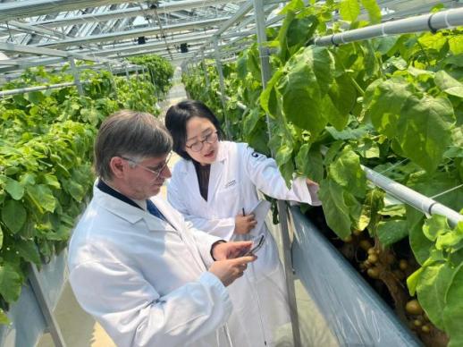 Peru and S. Korea mark International Potato Day in Pyeongchang