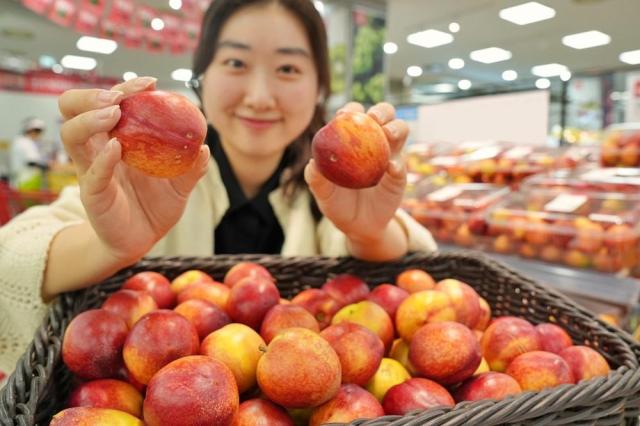 서울 중구 롯데마트 제타플렉스 서울역점에서 모델이 상생 천도복숭아를 들어보이고 있다 사진롯데마트