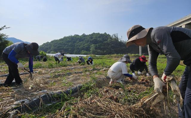 대구농협은 한마음 농촌 일손 지원의 날을 맞아 농촌 일손 돕기를 실시했다 사진대구농협