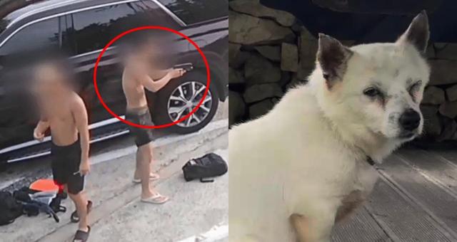 사진채널A 보도 화면 캡처 비글구조네트워크 인스타그램 캡처