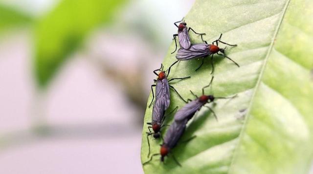 몸에 달라붙는 러브버그, 피하려면 '이 색깔' 옷 입어야