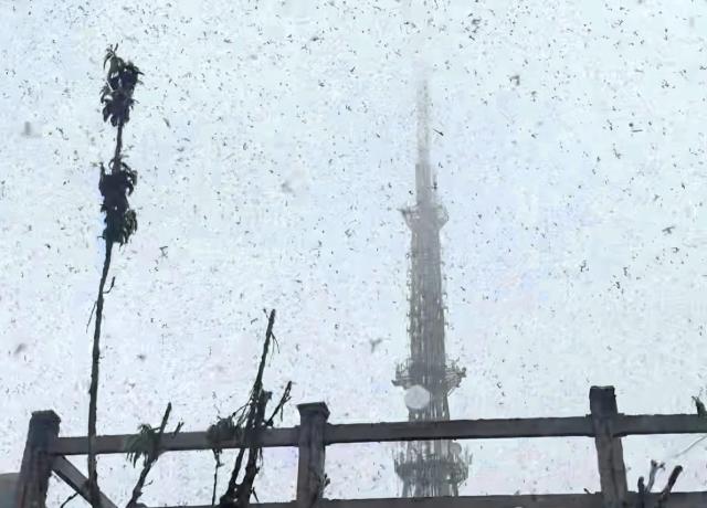 29일 오전 인천시 계양구 계양산 정상에서 러브버그로 알려진 붉은등우단털파리가 날아다니고 있다 사진연합뉴스·독자 원효준씨 제공