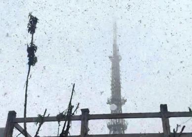 숨쉬기도 힘들 지경…인천 계양산 뒤덮은 러브버그 어느 정도길래