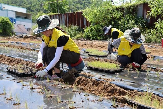 오뚜기가 ‘한국농업 상생발전 프로젝트’ 일환으로 경북 구미 대파 농가를 방문해 모종 심기 봉사활동을 실시했다 사진오뚜기 