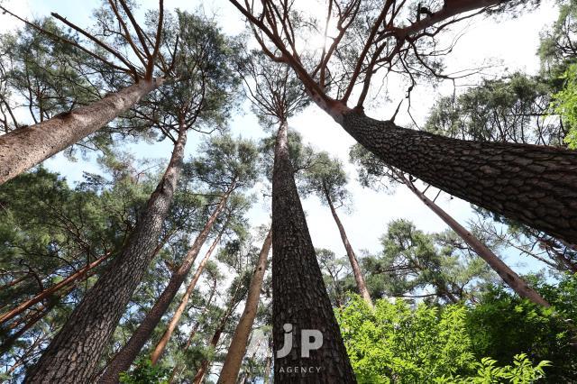 TRAVEL: The royal pines of Samcheok — A legacy etched in wood