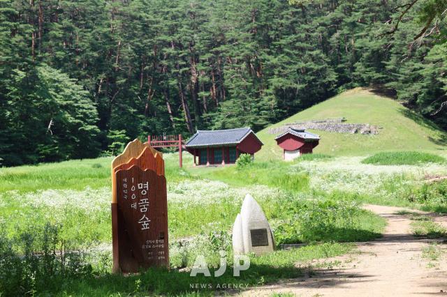 금강송