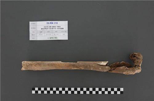 2024년 11월 강원도 철원군 원남면 주파리에서 발굴된 고 김석오 하사의 유해우측 허벅지뼈 사진국방부
