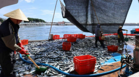 Thời tiết nóng bức ở Hàn Quốc đẩy giá hải sản tăng cao…Giá cá thu tăng vọt 38%