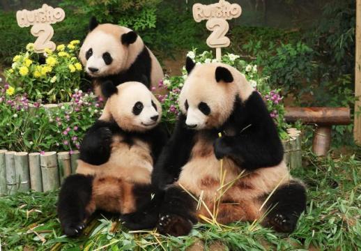 睿宝和辉宝两岁啦！