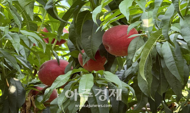 사진중국산동망