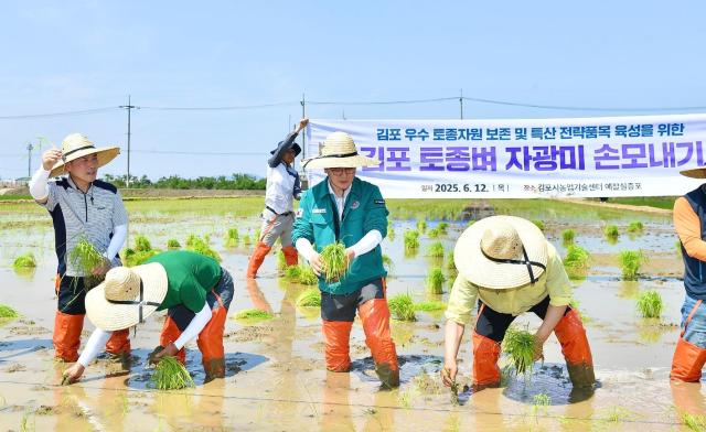 김포의 토종벼 품종 ‘자광미’ 개발 및 브랜드마케팅을 위해 총력을 다하고 있다 사진김포시
