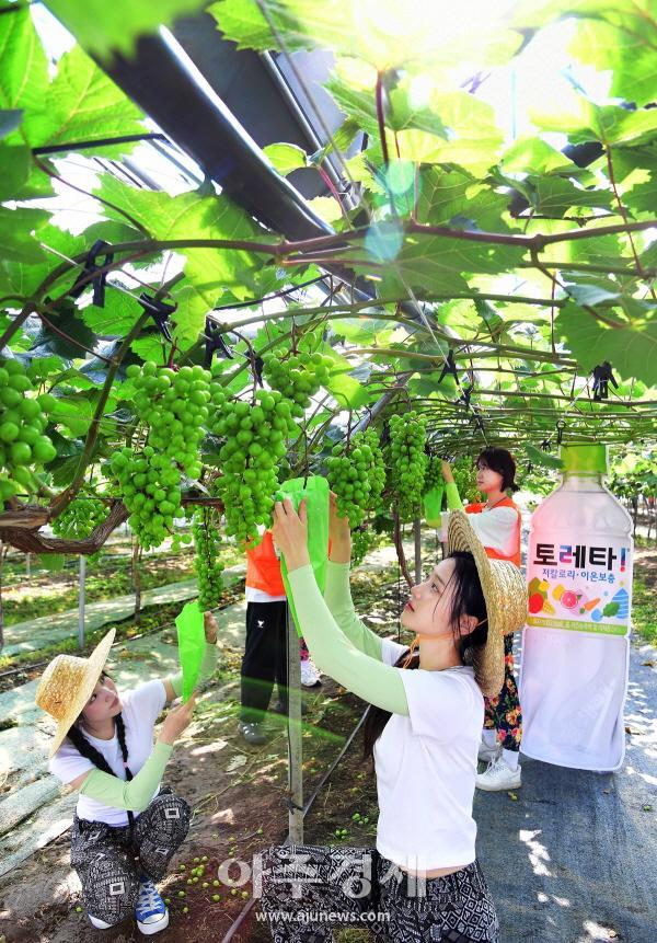 사진코카-콜라