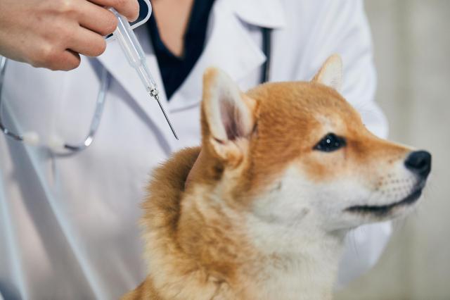 Korea to dispatch veterinary medicine trade mission to Chile, Mexico