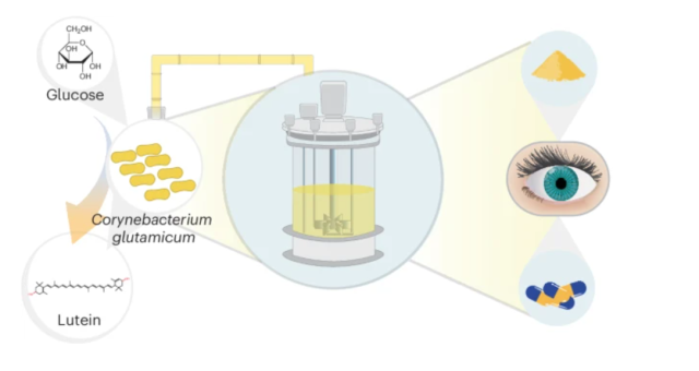 KAIST team develops microbe for efficient, eco-friendly lutein production