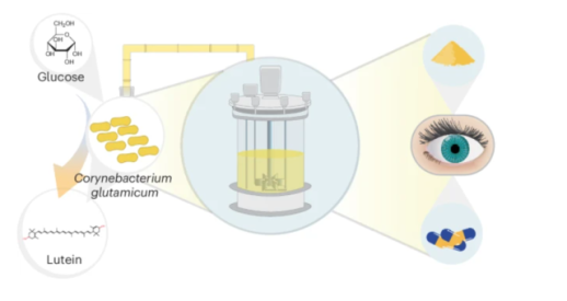 KAIST team develops microbe for efficient, eco-friendly lutein production