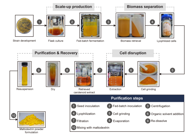 This file image shows the gram-per-liter-scale production process of lutein developed by KAIST researchers Courtesy of KAIST