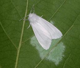 [SNS 샷] "러브버그 말고 또 다른 불청객이 온다"…그게 뭐길래