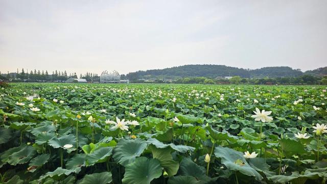 회산백련지에 순백의 백련이 본격적으로 개화하며 한여름의 시작을 알리고 있다사진무안군