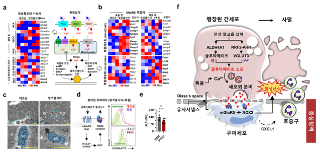 음주 시 칼슘 수송체와 단백질 복합체의 발현 변화 확인