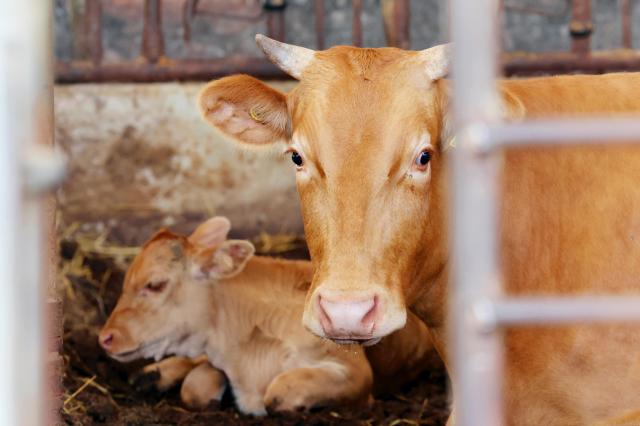 Hanwoo otherwise known as Korean premium beef cattle Yonhap