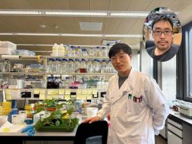 KAIST team uncovers why some plants self-destruct after crossbreeding