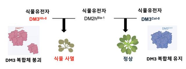 Cryo-EM structure of the DM3 protein complex reveals how its instability triggers self-immunity in plants Courtesy of KAIST