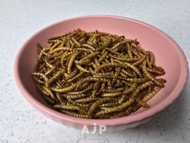 Edible mealworms on a platter AJP Kim Dong-young