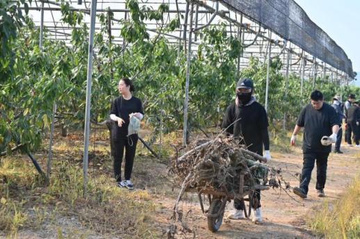 충남도, 대변인실 폭우 피해 입은 예산 체리농가 복구 지원