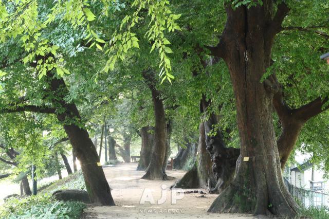 [K-Travel] Damyang, a town built on trees