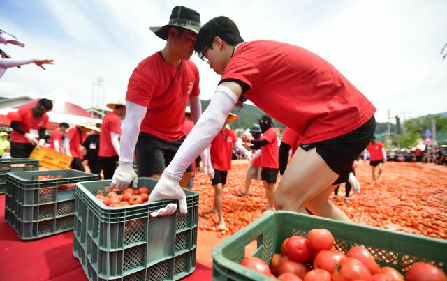 화천토마토축제장 메인 프로그램 ‘황금반지를 찾아라’ 진행을 위해 풀장에 진짜 토마토를 옮기고 있다사진화천군