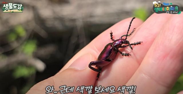 사진TV 식물도감 유튜브 캡처
