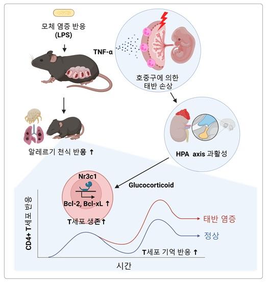 KAIST study finds that inflammation during pregnancy may cause childhood asthma and allergies