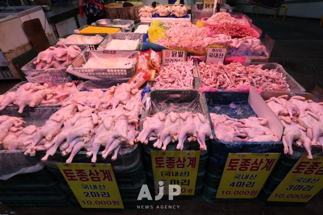 삼계탕에 주로 이용되는 영계 AJP Han Jun-gu