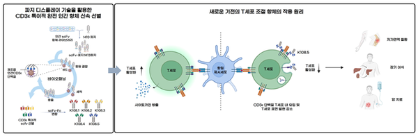 새로운 기전의 T세포 조절 항체의 작용 원리 개념도 자료국민대