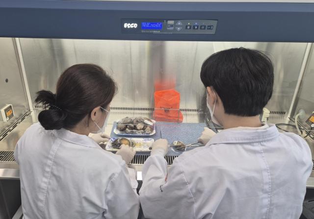 광주시 보건환경연구원이 비브리오패혈증 검체 검사를 하고 있다 사진광주시