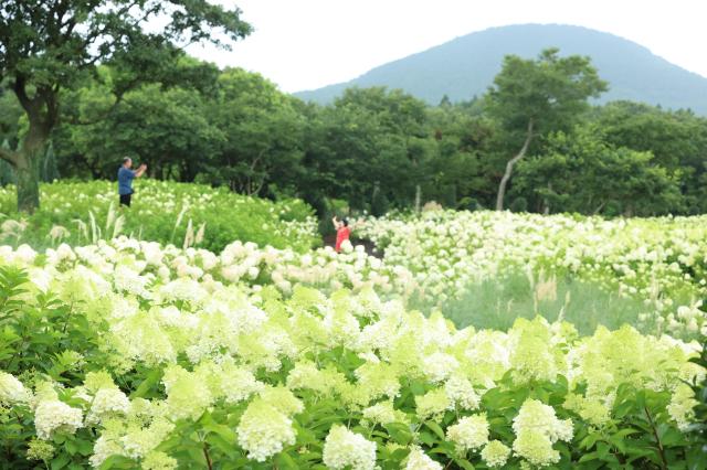 수국