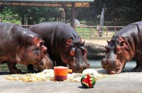 PHOTOS: Zoos help animals beat heat
