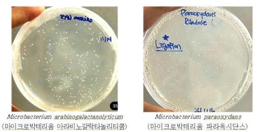 낙동강생물자원관, 유전자변형 없는 미생물로 저당 감미료 알룰로스 생산 기반 마련
