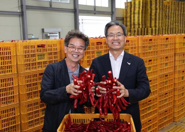 영양군 2025년산 홍고추 수매 본격 시작 사진영양군